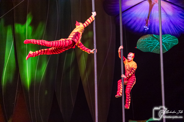 OVO du Cirque du Soleil : Une immersion dans un monde miniature