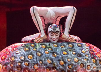 OVO du Cirque du Soleil : Une immersion dans un monde miniature