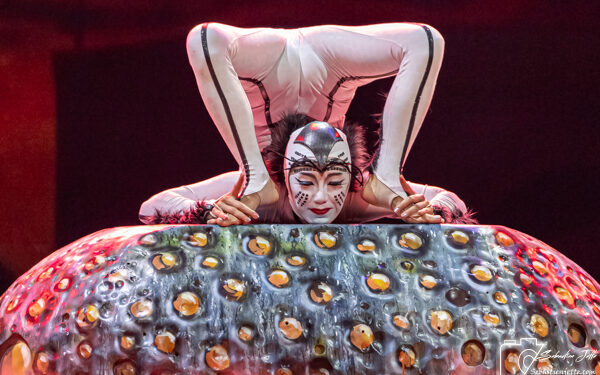 OVO du Cirque du Soleil : Une immersion dans un monde miniature