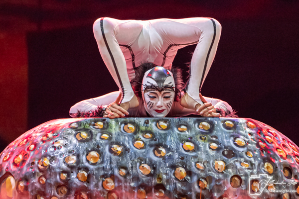 OVO du Cirque du Soleil : Une immersion dans un monde miniature